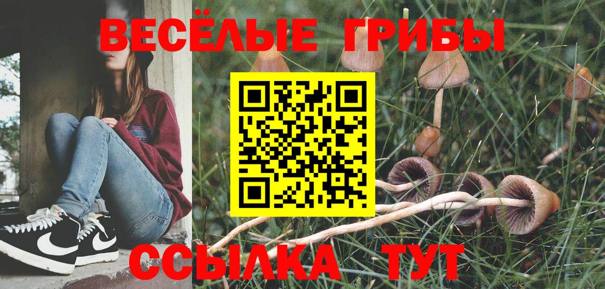 Ачхой-Мартан  Псилоцибиновые грибы Cubensis  Вход с VPN 